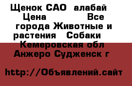 Щенок САО (алабай) › Цена ­ 10 000 - Все города Животные и растения » Собаки   . Кемеровская обл.,Анжеро-Судженск г.